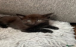 British Shorthair cats for sale: 8 adorable kittens - Image 3
