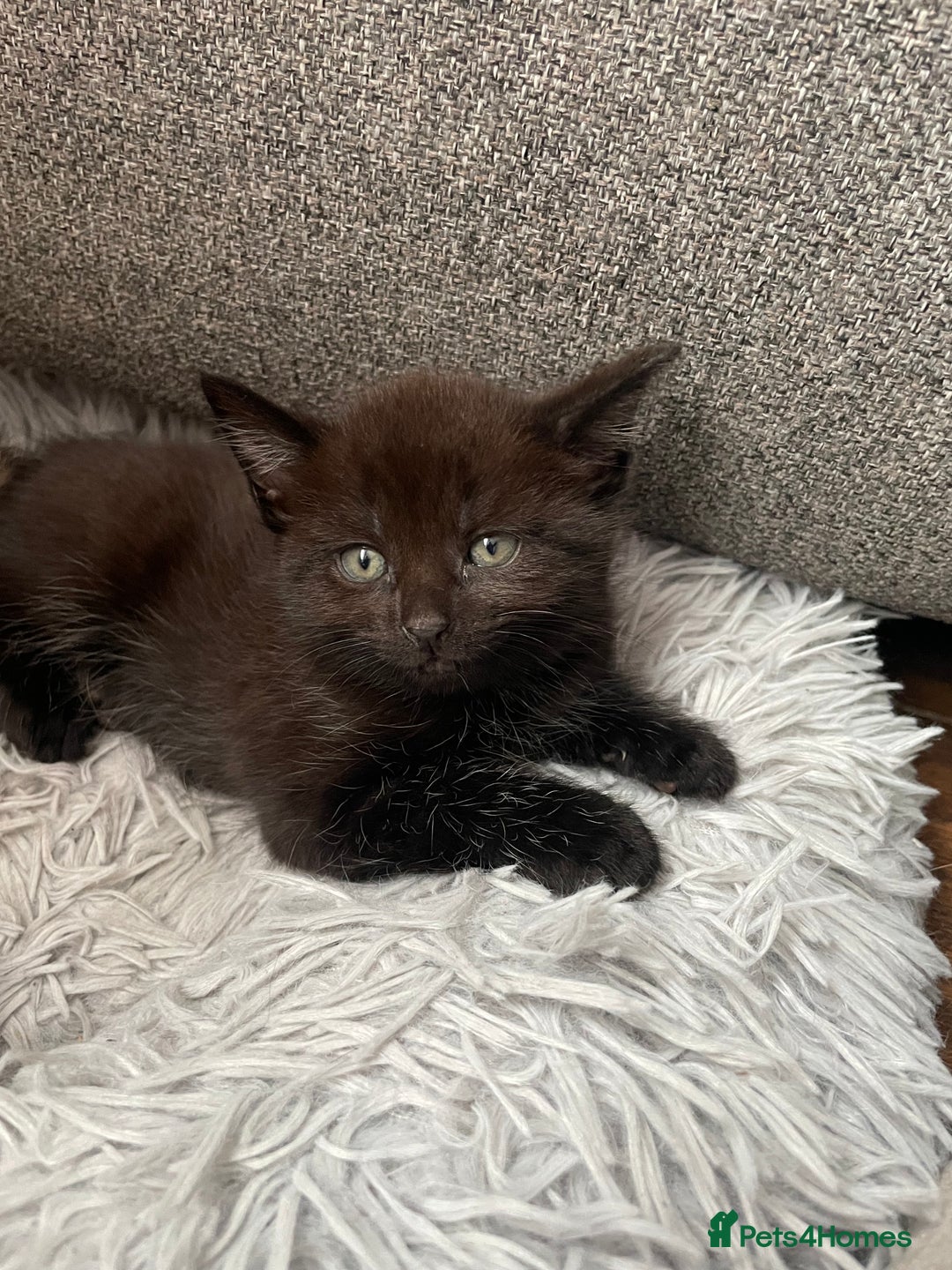 British Shorthair cats for sale: 8 adorable kittens - Image 3
