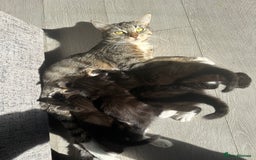 Mixed Breed cats for sale: Black and White Tuxedo Kittens Ready for New Homes - Image 6