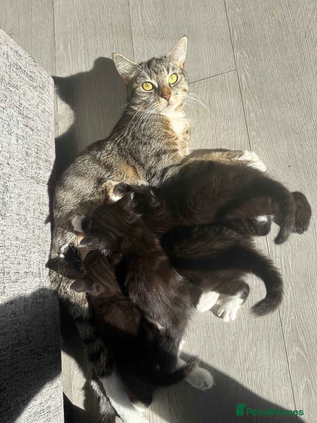 Mixed Breed cats for sale: Black and White Tuxedo Kittens Ready for New Homes - Image 6