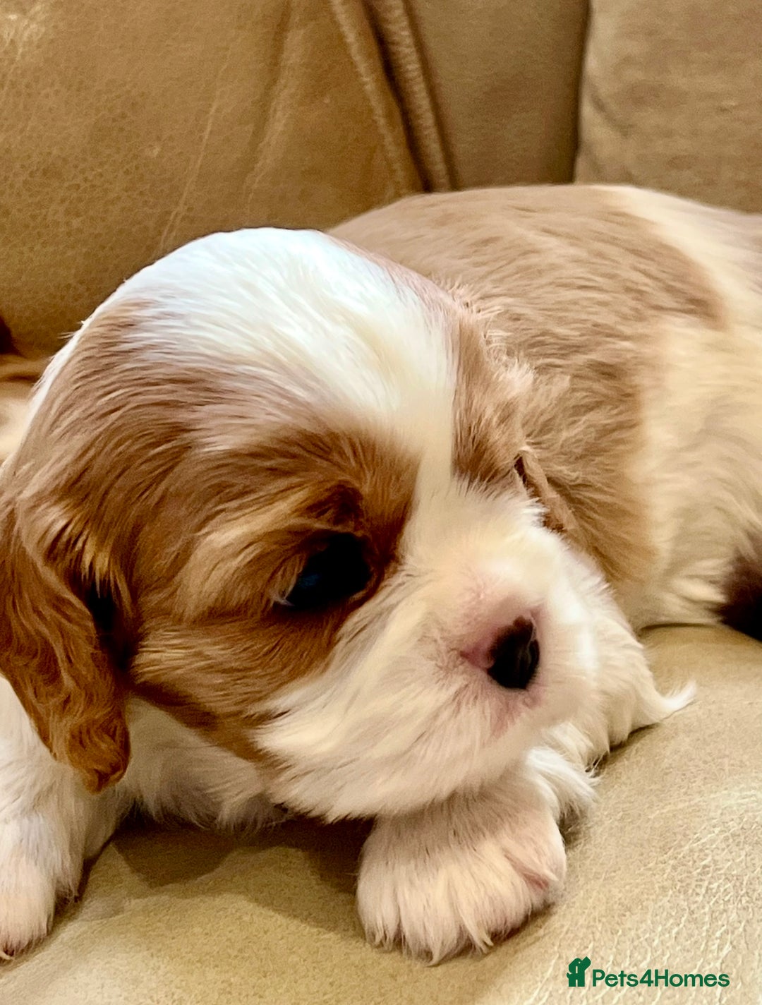 Cavalier King Charles Spaniel dogs for sale: Champion Sired KC Reg Cavalier King Charles  - Image 32