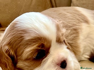 Cavalier King Charles Spaniel dogs ✨👑KC Registered CKCS Puppies Champion sired - Advert 3