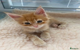 Maine Coon cats for sale: GCCF Registered Maine Coons Ready 16th August  in Banbury - Image 3