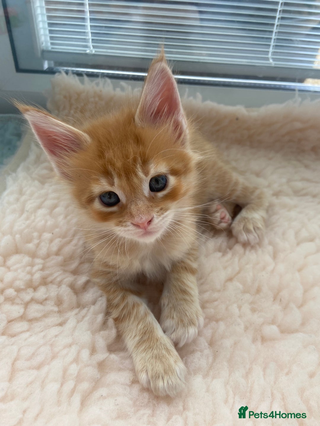Maine Coon cats for sale: GCCF Registered Maine Coons Ready 16th August  in Banbury - Image 3