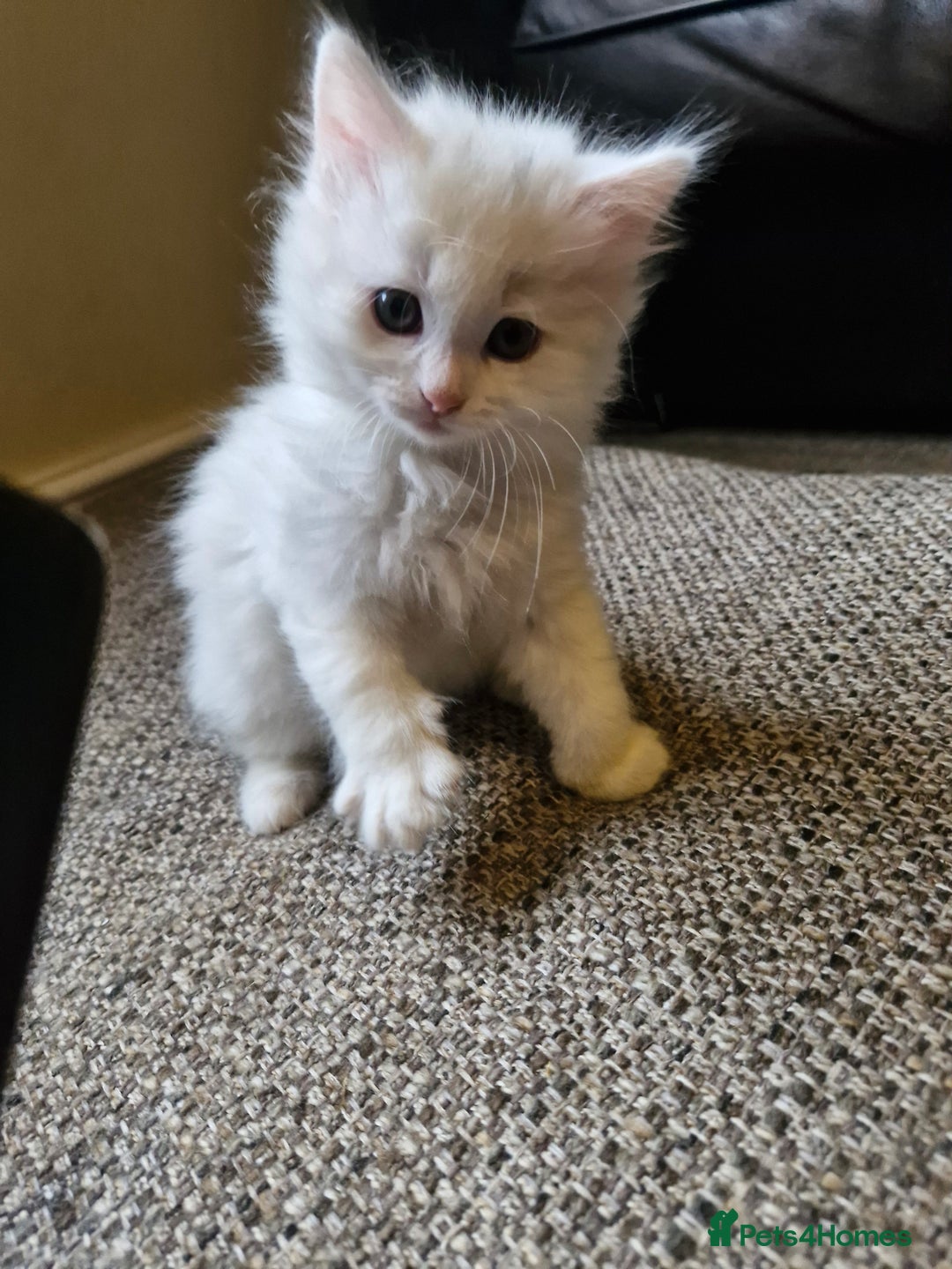 Mixed Breed cats for sale: Beautiful Long Haired kittens - Advert 5