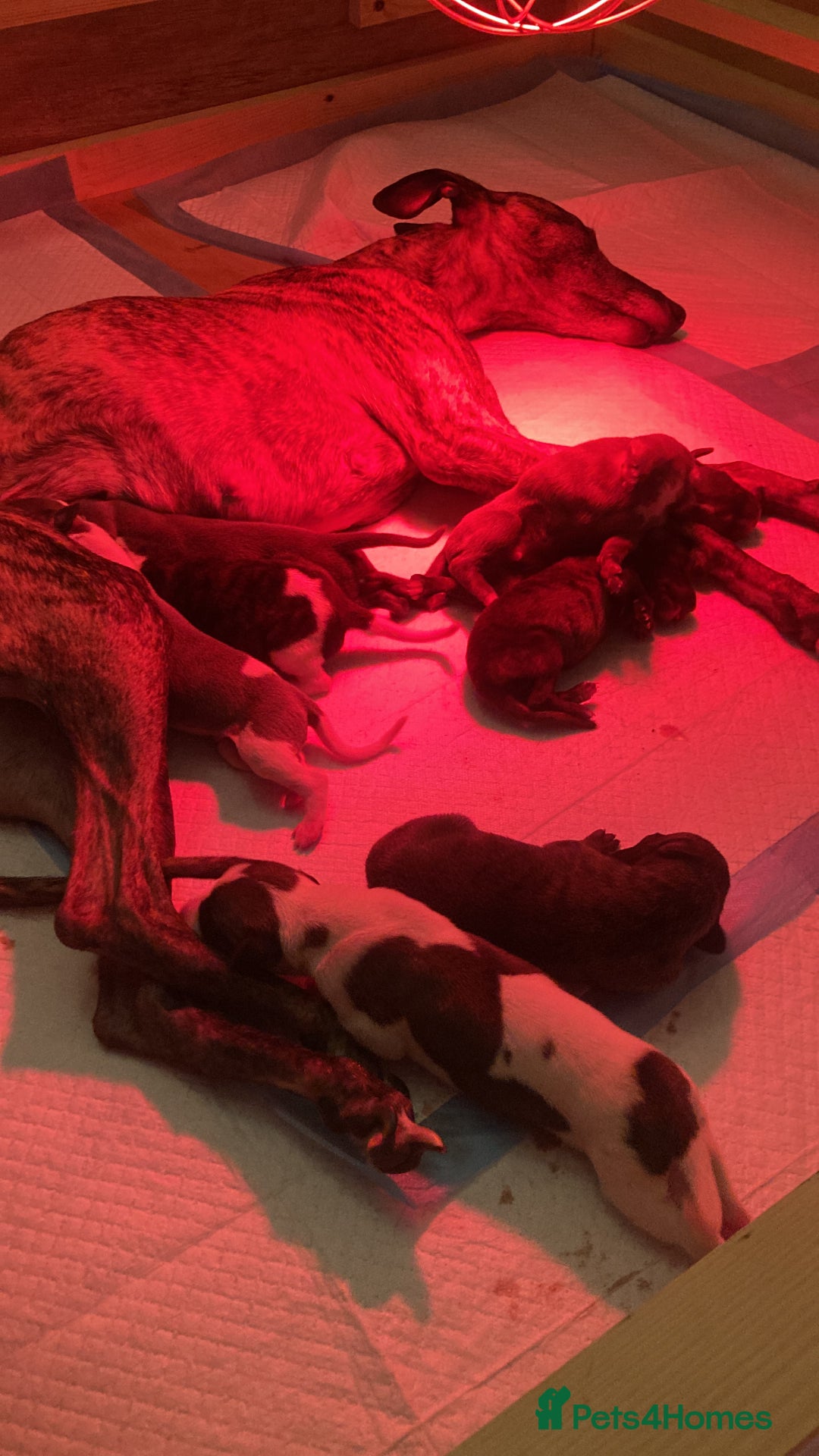 Whippet dogs for sale: Whippet pups  - Image 30