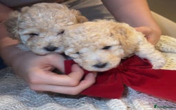 Toy Poodle dogs for sale: TOY POODLE PUPPIES 2 GIRLS 1 BOY LEFT - Image 5