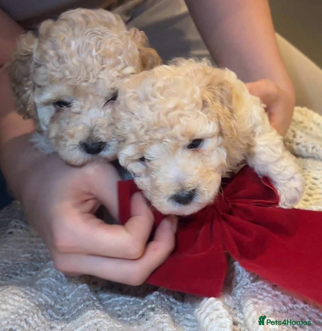 Toy Poodle dogs for sale: TOY POODLE PUPPIES 2 GIRLS 1 BOY LEFT - Image 5
