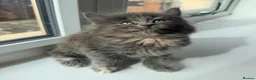 British Shorthair cats for sale: British Short Hair X British Long hair  - Advert 2