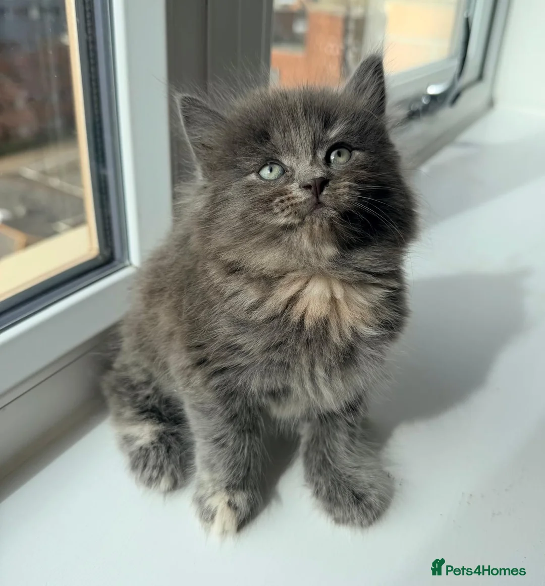British Shorthair cats for sale: British Short Hair X British Long hair  - Advert 2