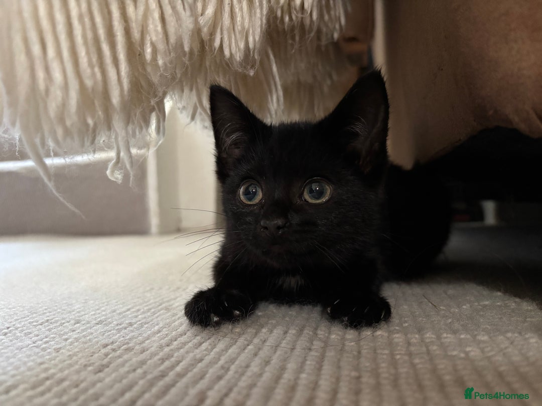 British Shorthair cats for sale: Stunning little kitten for sale  - Image 3