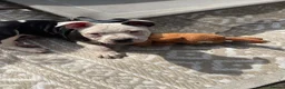 Staffordshire Bull Terrier dogs for sale: 🐾 STAFFORDSHIRE BULL TERRIER PUPPIES - Advert 7