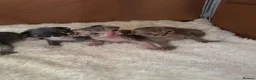 Devon Rex cats for sale: 2026 Devon Rex litters  - Advert 28