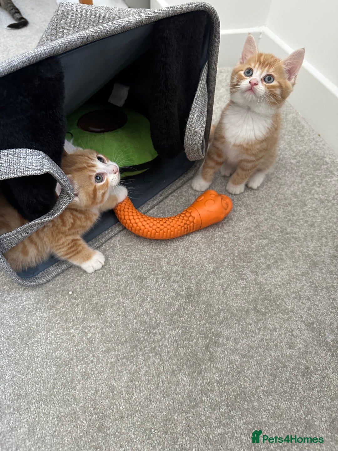 Mixed Breed cats for sale: 1 kitten is reserved only 1 left !!!! £200 - Image 1
