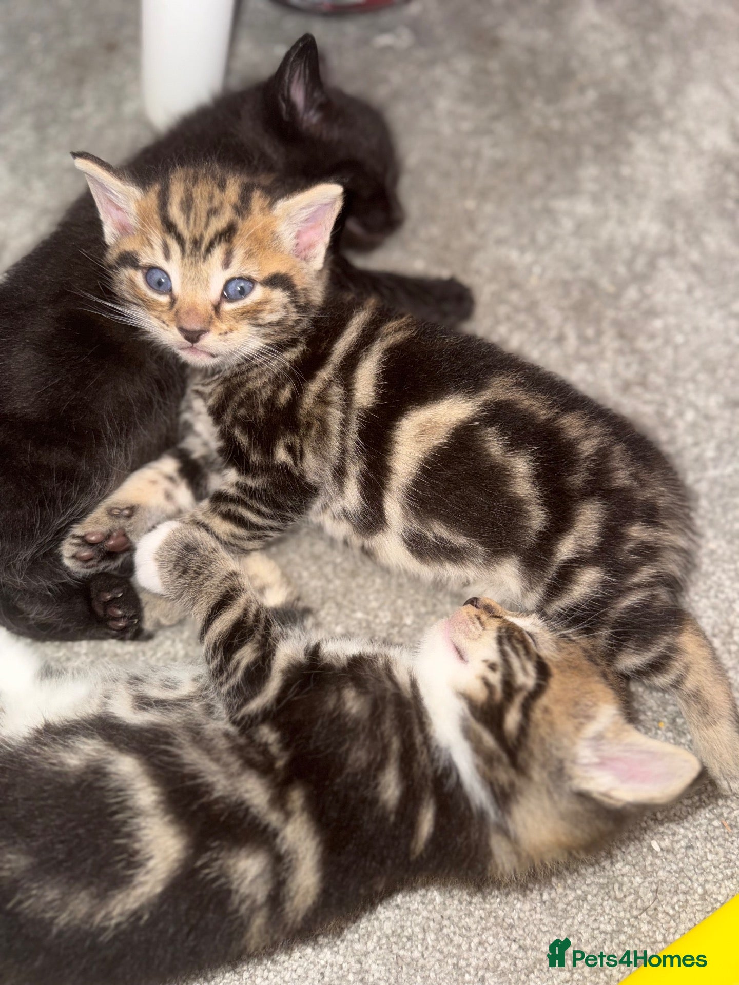 Domestic Shorthair cats Beautiful little playful kittens  - Advert 3