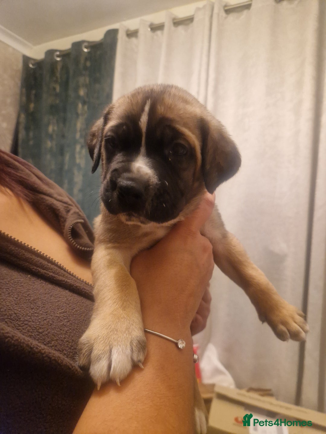 Cane Corso dogs for sale: Fawn cane corsos  - Advert 3