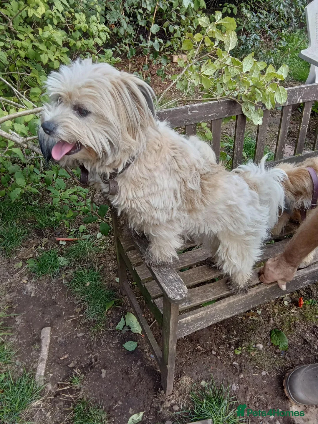 Mixed Breed dogs for sale: Peggy seeks loving home - Advert 3
