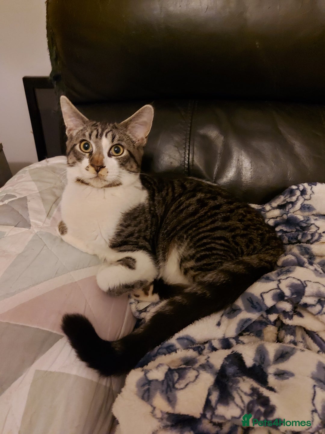 Mixed Breed cats for sale: Maine coon x sphynx boys - Advert 8