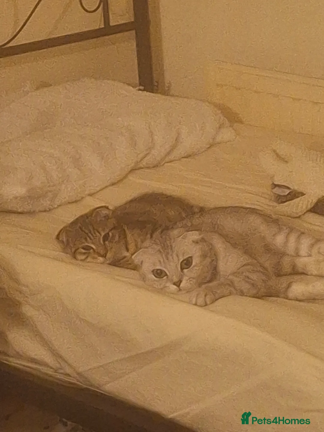 Scottish Fold cats for sale: Female half Scottish fold kittens x2 in Aldershot - Advert 2