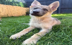 German Shepherd dogs for sale: Outstanding mixed litter of confident GSD pups  - Image 2