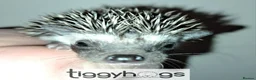 Pygmy Hedgehog rodents for sale:  Now reserved.  New litters due soon  - Advert 3