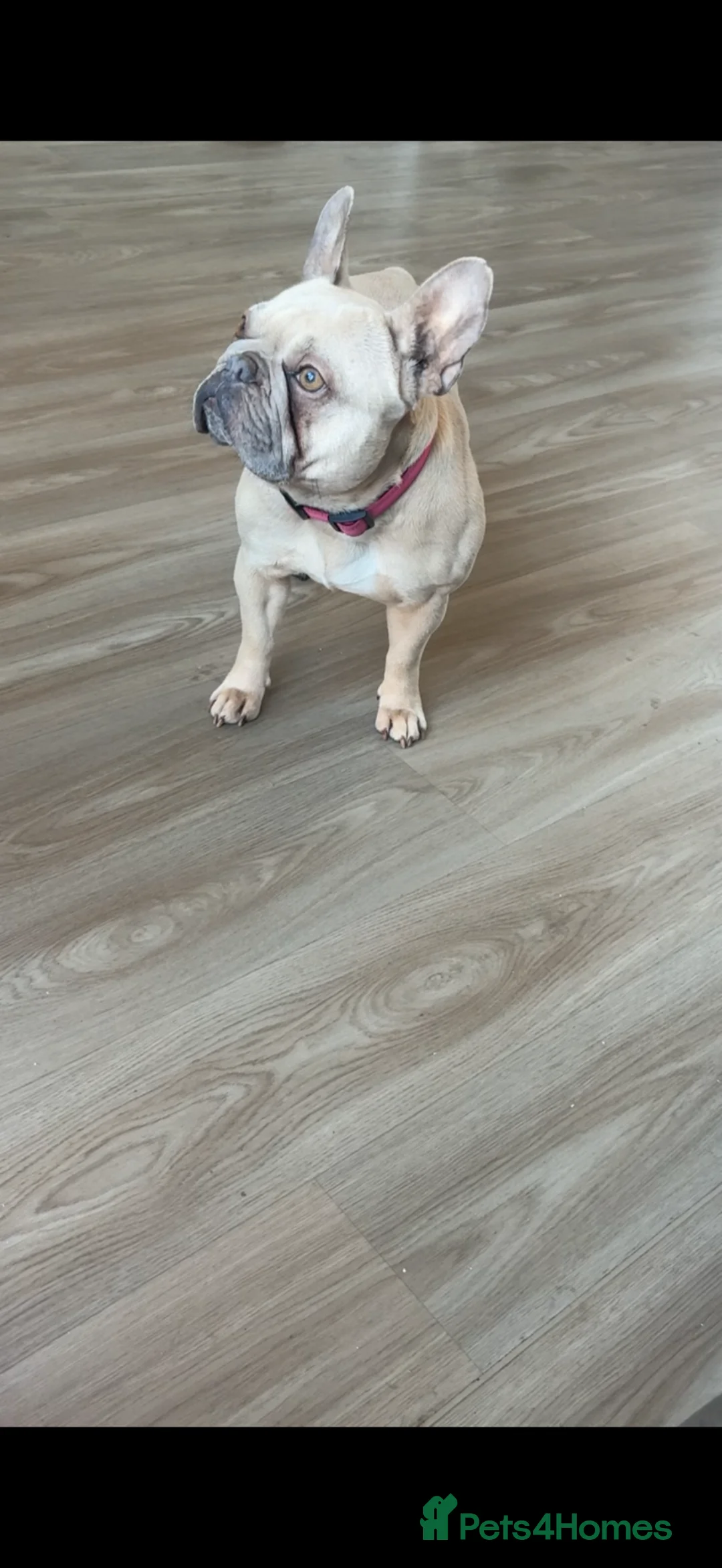 French Bulldog dogs for sale: Jasmine  in Stockton-on-Tees - Advert 1
