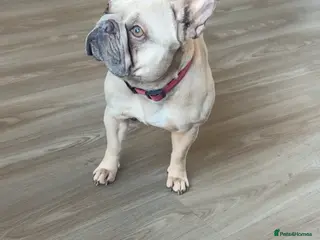 French Bulldog dogs Jasmine - Advert 8