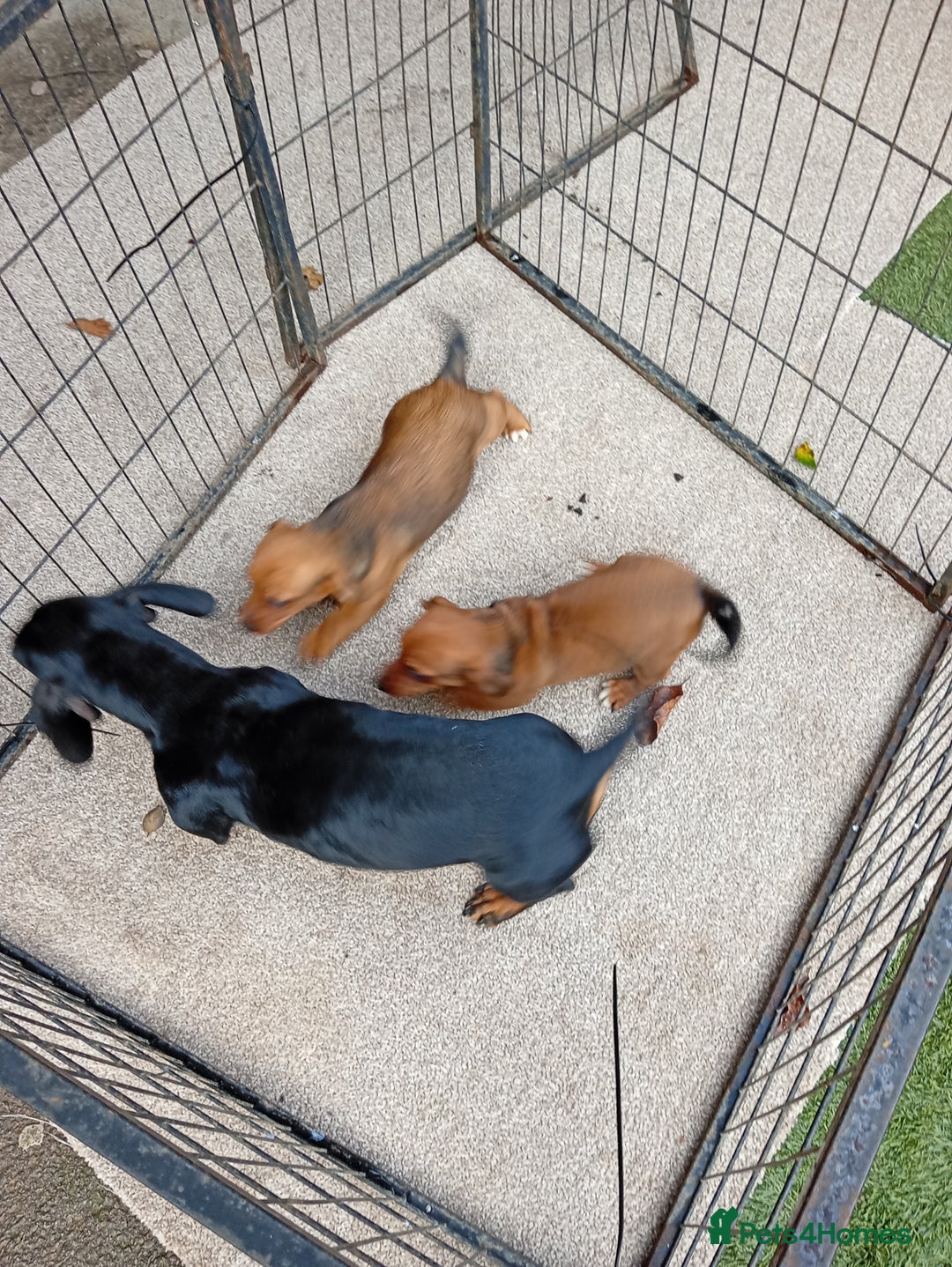 Dachshund dogs for sale: Dachshund puppies - Advert 7