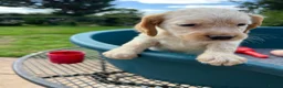 Cocker Spaniel dogs for sale: Working Cocker x Clumber Spaniel Puppiess - Advert 5