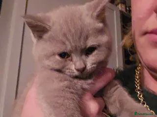British Shorthair cats 6 british short hair ready to go - Advert 2