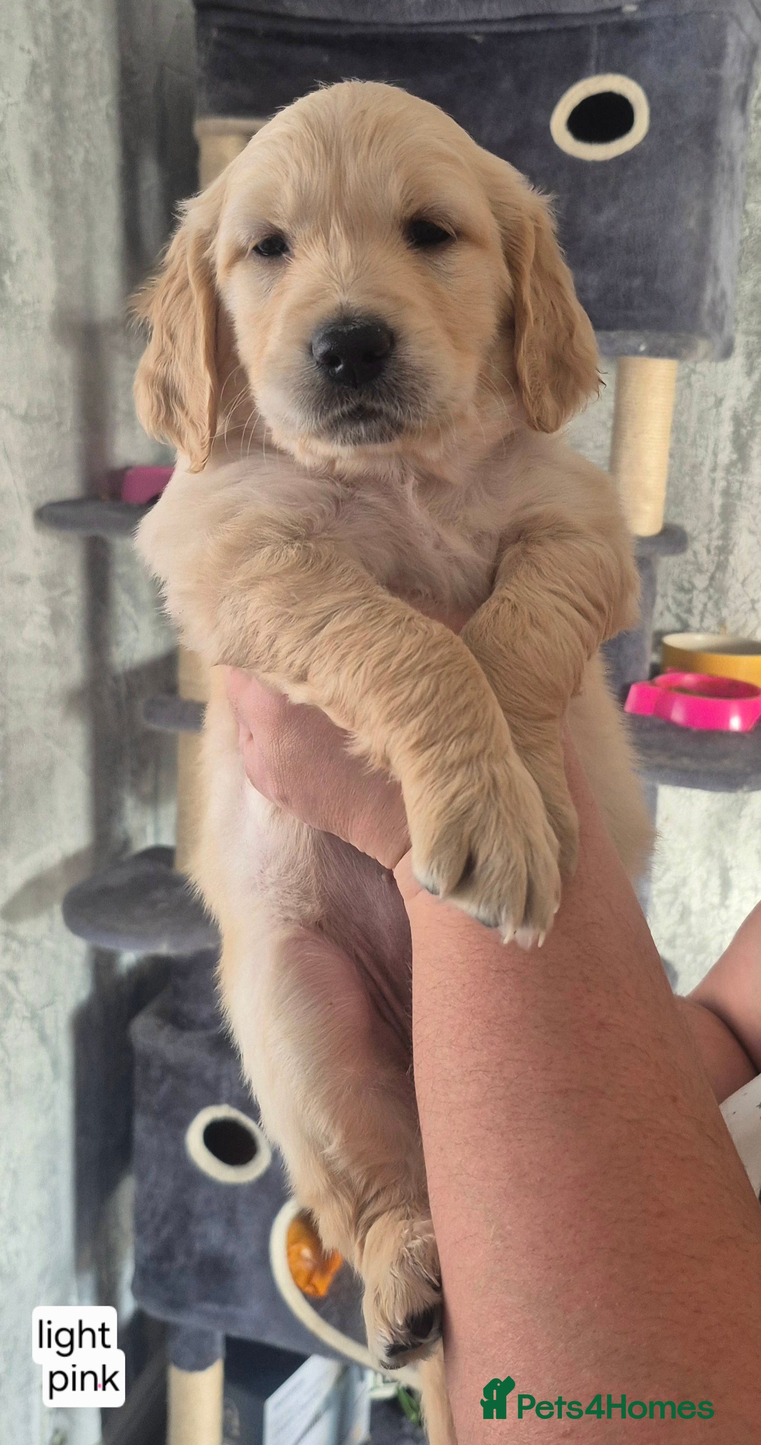 Golden Retriever dogs 🐶 Beautiful Golden Retriever Puppies for Sale ❤️ - Advert 2