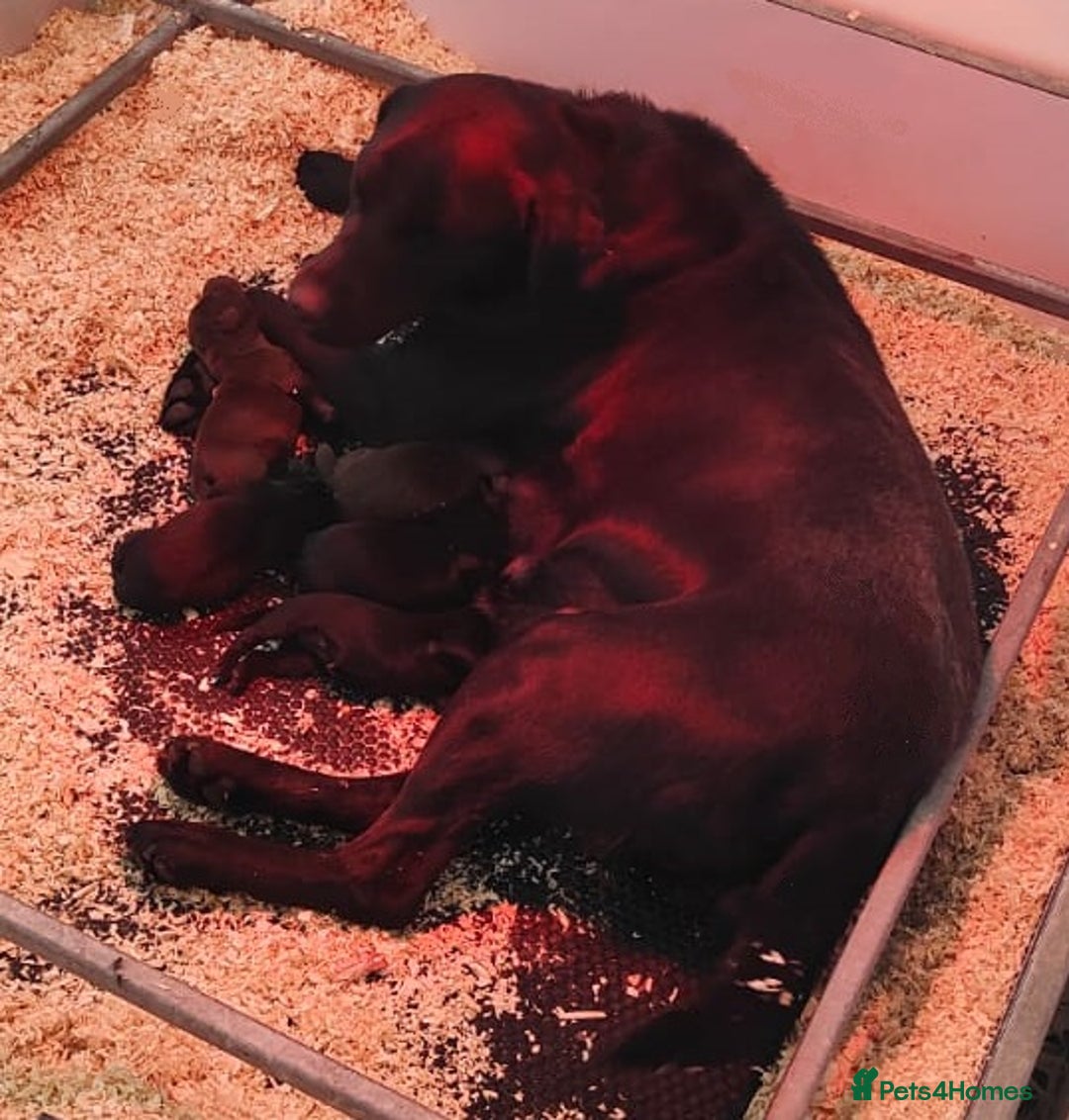 Labrador Retriever dogs for sale: Lovely Chunky Labrador Puppies - Image 9