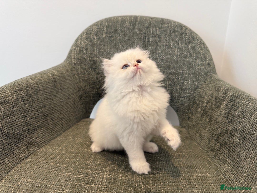 British Longhair cats for sale: Colour point British longhair boy - Advert 3