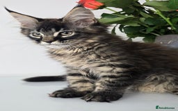 Maine Coon cats for sale: TICA registered maine coon girl READY TO NEW HOME  - Image 5