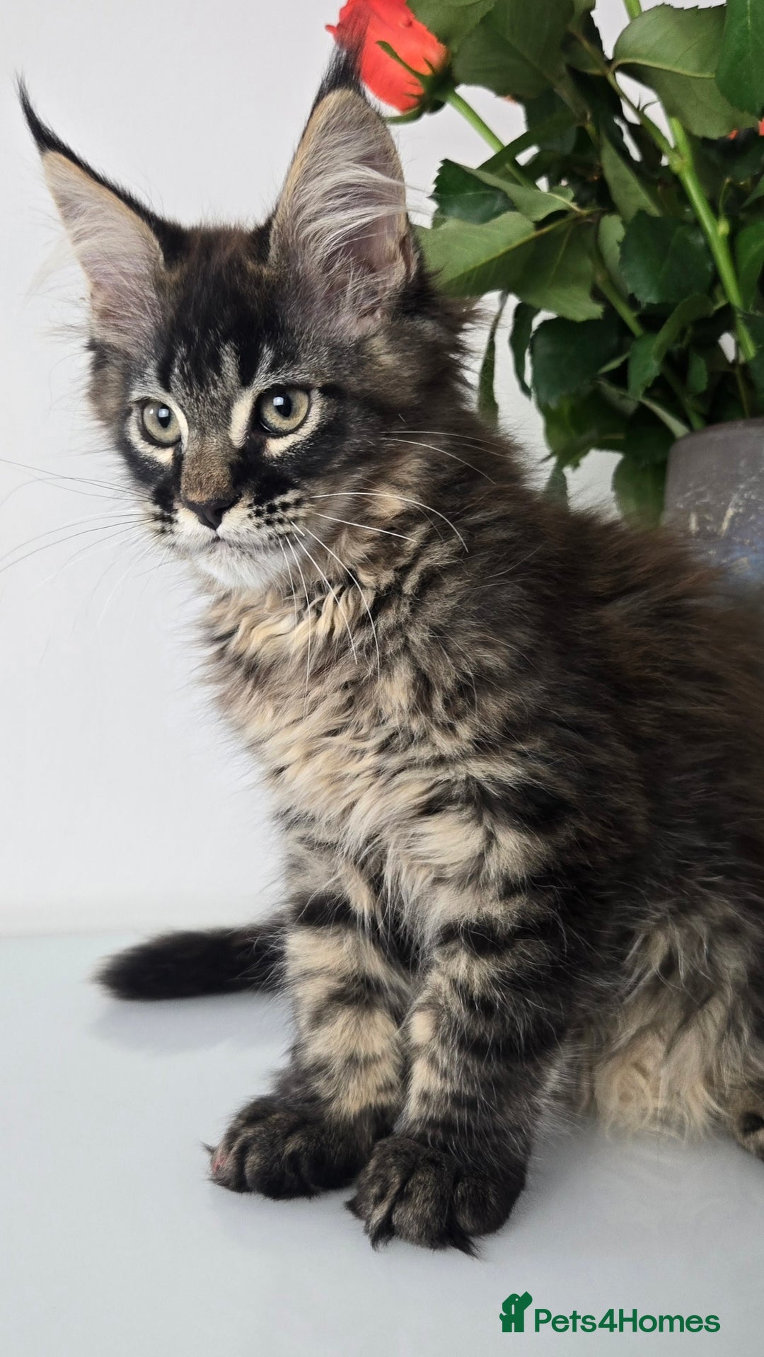 Maine Coon cats for sale: TICA registered maine coon girl READY TO NEW HOME  - Image 5