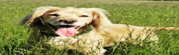 Cocker Spaniel dogs for stud: Proven Dexter for stud in Doncaster - Advert 1
