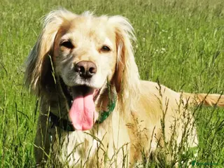 Cocker Spaniel dogs Proven Dexter for stud in Doncaster - Advert 1