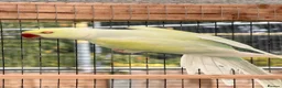Ringnecks birds for sale: 2 MALES proven breeders mutation ringneck  - Advert 6