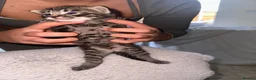 Bengal cats for sale: Bengal , tabby kittens  in Ilford - Advert 26