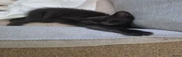 Mixed Breed cats for sale: Mum Bengal Mix - Advert 8