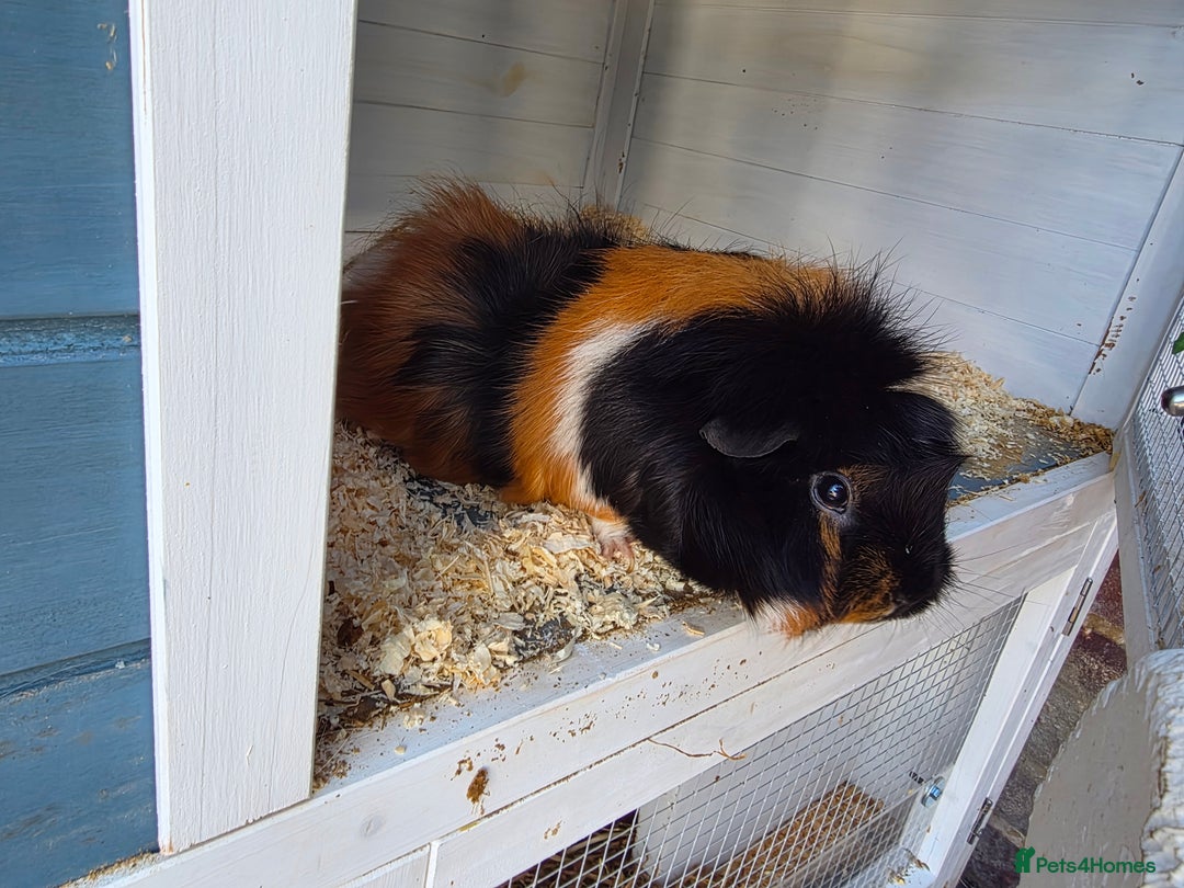 Guinea Pig rodents for sale: 2x Female Guinea Pigs & Bluebell Hutch - Image 4
