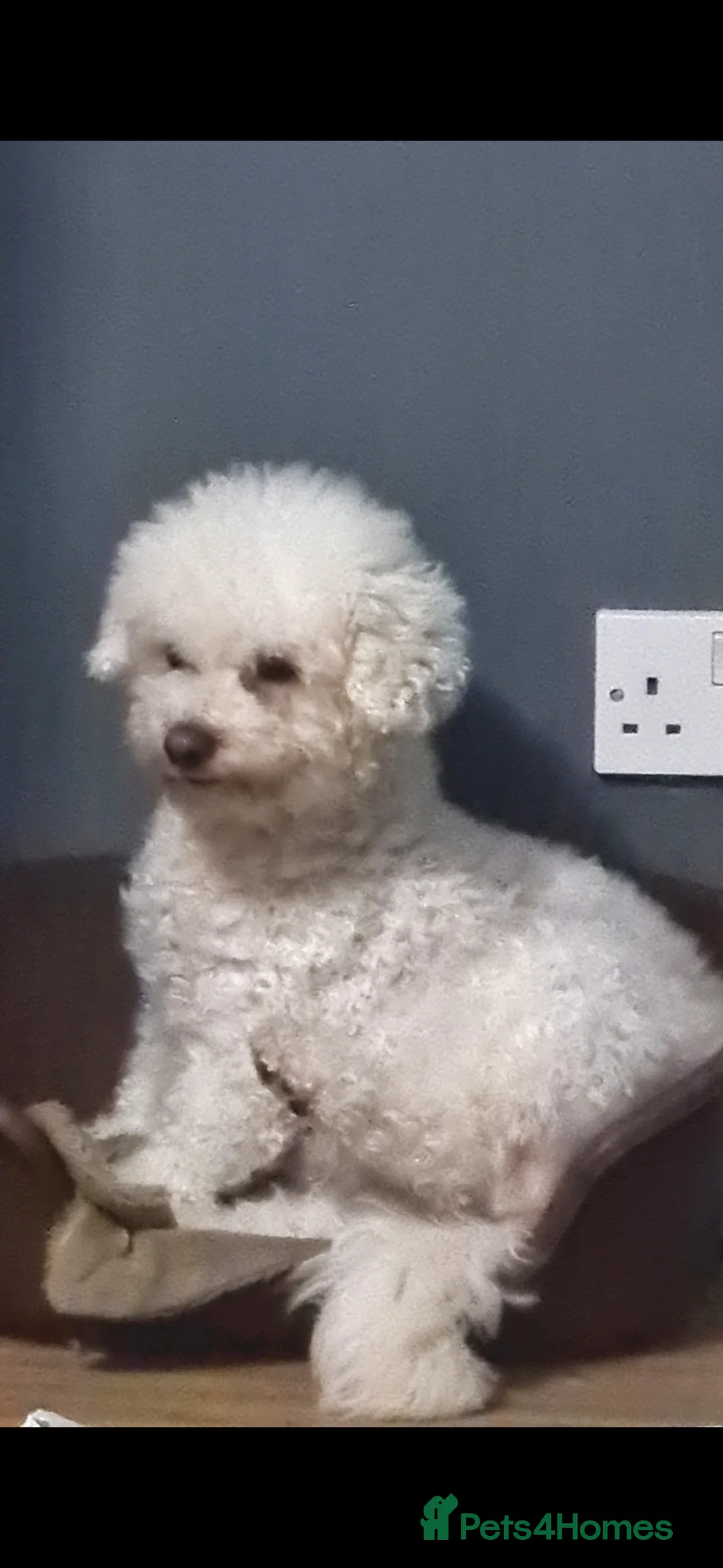 Poochon dogs for sale: 7 Beautifull poochons ready for new homes - Advert 2