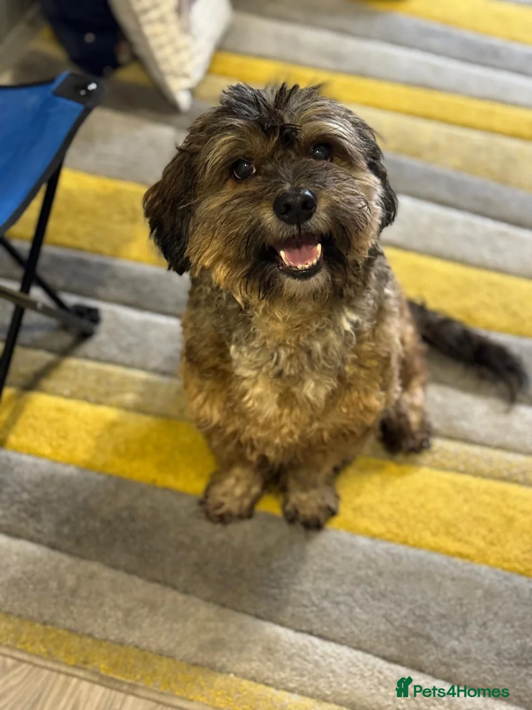 Mixed Breed dogs for adoption: Lovely Leo looking for his home - Advert 2