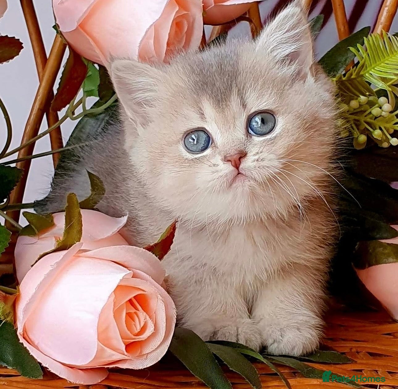 British Shorthair cats Beautiful AY11 blue golden British shorthair - Advert 2