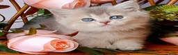 British Shorthair cats for sale: Beautiful AY11 blue golden British shorthair - Advert 1