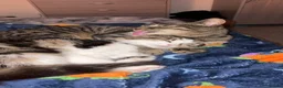 Mixed Breed cats for sale: 2 cats looking for forever home  - Advert 1