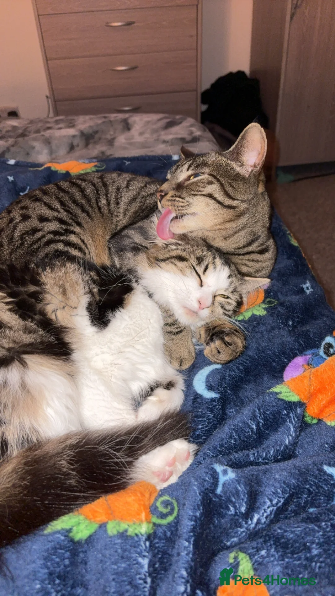 Mixed Breed cats for sale: 2 cats looking for forever home  - Advert 1