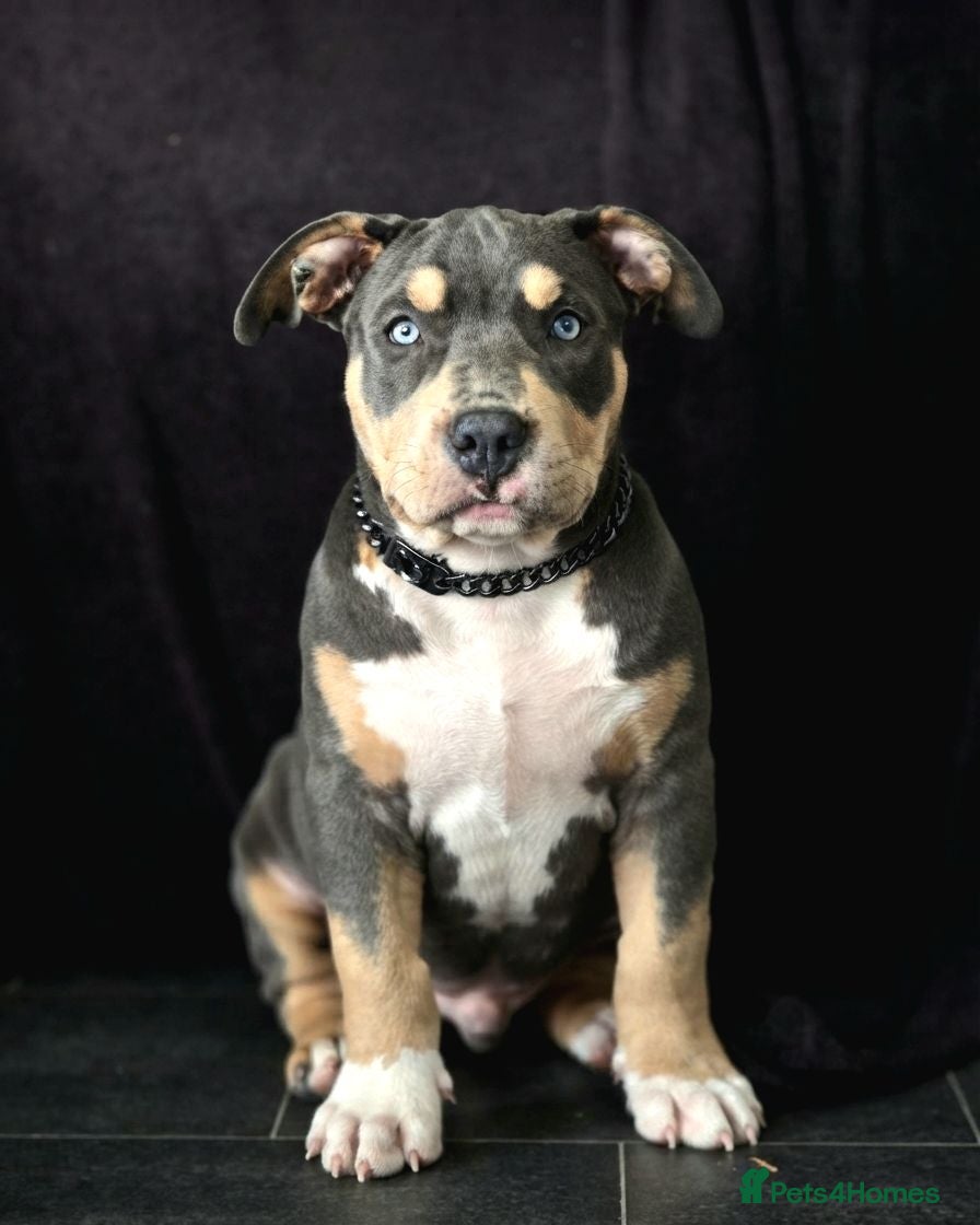 American Bully dogs 🏆🩸ABKC American pocket bully 🔥 - Advert 20