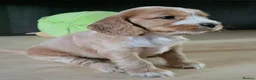 Cocker Spaniel dogs for sale: Stunning Show Cocker Spaniel Puppies  in Salisbury - Advert 9