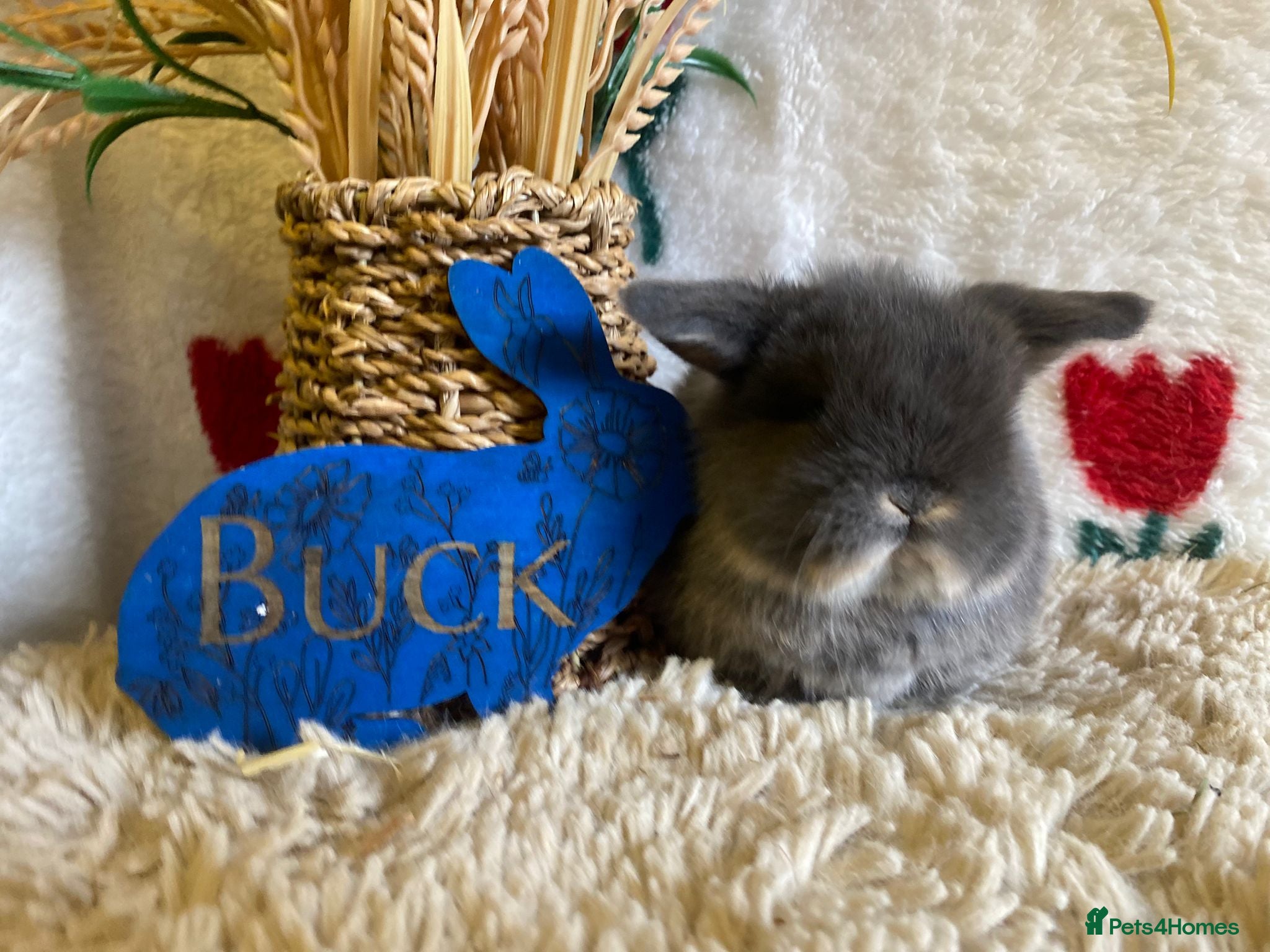 Mini Lop rabbits Mini lops - Advert 12